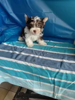 Piper., a male Yorkshire Terrier for sale in Lilly, PA – 1 of 3