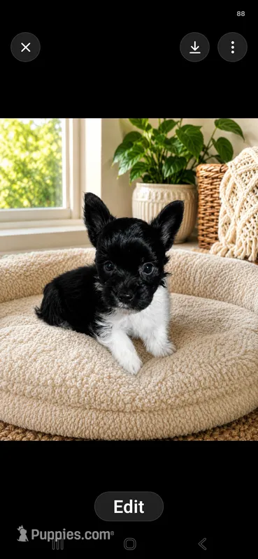 Cooper – Yorkshire Terrier puppy for sale in Lilly, PA