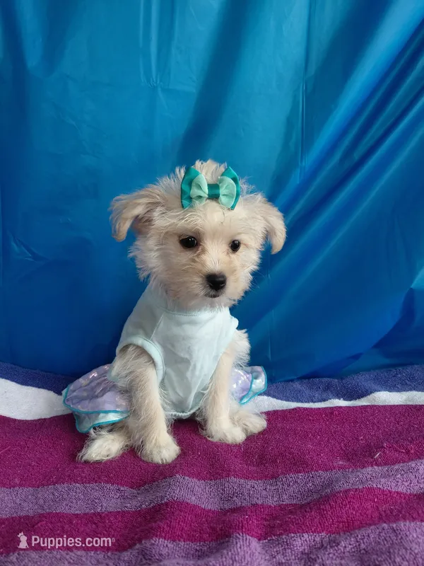 Jazzy marine – Yorkshire Terrier puppy for sale in Lilly, PA