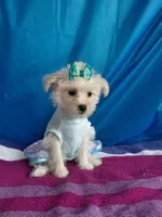 Jazzy marine, a female Yorkshire Terrier for sale in Lilly, PA – 1 of 4