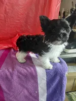 Cooper, a male Yorkshire Terrier for sale in Lilly, PA – 2 of 7