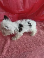 Blend, a male Yorkshire Terrier for sale in Lilly, PA – 2 of 5