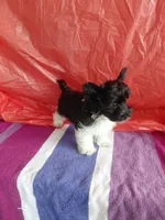 Cooper, a male Yorkshire Terrier for sale in Lilly, PA – 6 of 7
