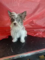 Peaches, a female Yorkshire Terrier for sale in Lilly, PA – 2 of 2