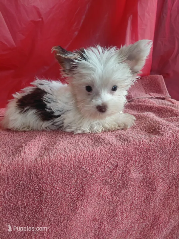 Blend – Yorkshire Terrier puppy for sale in Lilly, PA