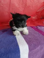Whisper, a male Yorkshire Terrier for sale in Lilly, PA – 2 of 2
