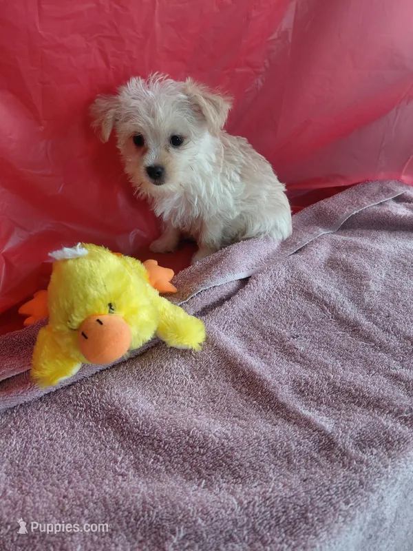 Jazzy marine – Yorkshire Terrier puppy for sale in Lilly, PA