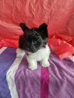 Cooper, a male Yorkshire Terrier for sale in Lilly, PA – 5 of 7