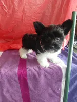 Cooper, a male Yorkshire Terrier for sale in Lilly, PA – 7 of 7