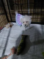 Jazzy marine, a female Yorkshire Terrier for sale in Lilly, PA – 3 of 4