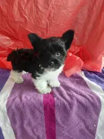 Cooper, a male Yorkshire Terrier for sale in Lilly, PA – 4 of 7