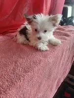 Blend, a male Yorkshire Terrier for sale in Lilly, PA – 3 of 5