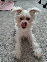 Bruce Lee Fluffy, a male Yorkshire Terrier and Poodle - Miniature  for sale in Raleigh, NC – 3 of 5