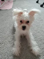 Bruce Lee Fluffy, a male Yorkshire Terrier and Poodle - Miniature  for sale in Raleigh, NC – 4 of 5
