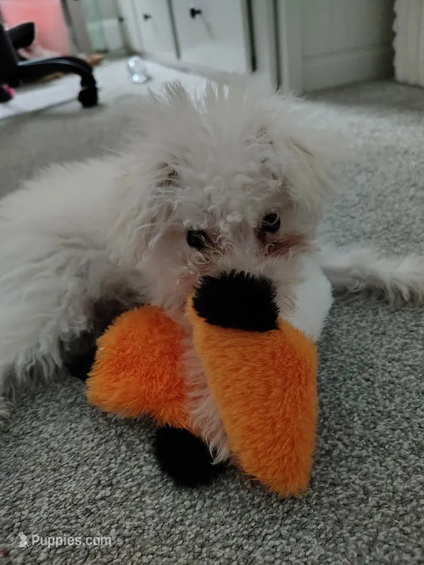 Bruce Lee Fluffy – Yorkshire Terrier, Poodle - Miniature  puppy for sale in Raleigh, NC