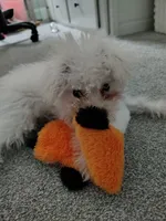 Bruce Lee Fluffy, a male Yorkshire Terrier and Poodle - Miniature  for sale in Raleigh, NC – 1 of 5