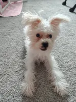 Bruce Lee Fluffy, a male Yorkshire Terrier and Poodle - Miniature  for sale in Raleigh, NC – 2 of 5