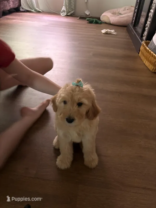 Little bit  – Goldendoodle puppy for sale in Waycross, GA