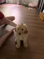 Little bit , a female Goldendoodle for sale in Waycross, GA – 1 of 2