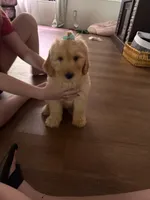 Little bit , a female Goldendoodle for sale in Waycross, GA – 2 of 2