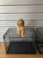 Little girl , a female Goldendoodle for sale in Waycross, GA – 3 of 3