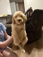 Little girl , a female Goldendoodle for sale in Waycross, GA – 2 of 3