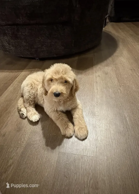 Little girl  – Goldendoodle puppy for sale in Waycross, GA