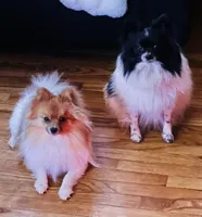 Bugatti, a male Pomeranian for sale in Laurel, MD – 5 of 5