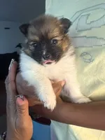Bugatti, a male Pomeranian for sale in Laurel, MD – 4 of 5