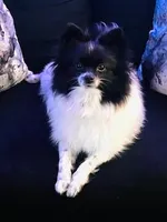 NEFFIE, a female Pomeranian for sale in Laurel, MD – Photo 6 of 8