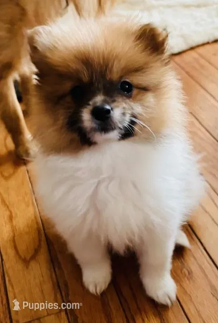 NEFFIE – Pomeranian puppy for sale in Laurel, MD