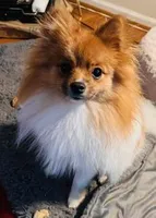 NEFFIE, a female Pomeranian for sale in Laurel, MD – Photo 7 of 8