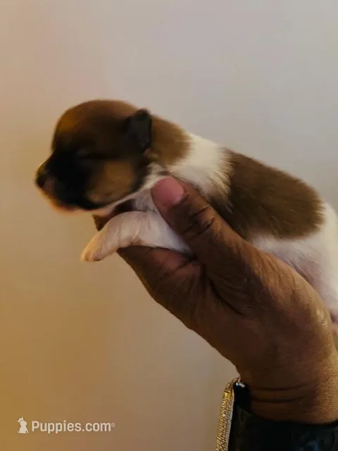 NEFFIE, a female Pomeranian for sale in Laurel, MD – Photo 1 of 8