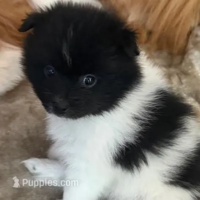 OSIRIS – Pomeranian puppy for sale in Laurel, MD