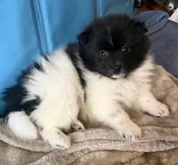 RAKIM, a male Pomeranian for sale in Laurel, MD – Photo 3 of 10