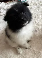 RAKIM, a male Pomeranian for sale in Laurel, MD – Photo 1 of 10