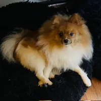 RAKIM, a male Pomeranian for sale in Laurel, MD – Photo 10 of 10