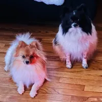 RAKIM, a male Pomeranian for sale in Laurel, MD – Photo 8 of 10