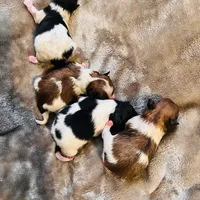 RAKIM, a male Pomeranian for sale in Laurel, MD – Photo 7 of 10