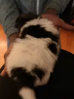 OSIRIS, a male Pomeranian for sale in Laurel, MD – Photo 5 of 9