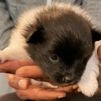 RAKIM, a male Pomeranian for sale in Laurel, MD – Photo 5 of 10