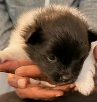 OSIRIS, a male Pomeranian for sale in Laurel, MD – Photo 3 of 9