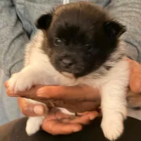 RAKIM, a male Pomeranian for sale in Laurel, MD – Photo 4 of 10