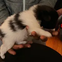 RAKIM, a male Pomeranian for sale in Laurel, MD – Photo 6 of 10