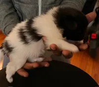 OSIRIS, a male Pomeranian for sale in Laurel, MD – Photo 4 of 9