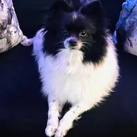 RAKIM, a male Pomeranian for sale in Laurel, MD – Photo 9 of 10