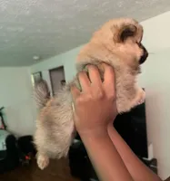 Klaus, a male Pomeranian for sale in Laurel, MD – 4 of 4