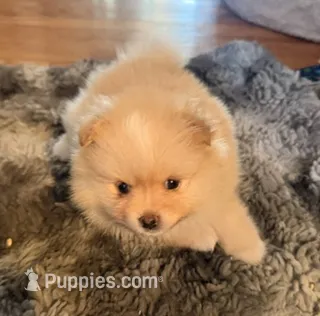 Mike – Pomeranian puppy for sale in Laurel, MD