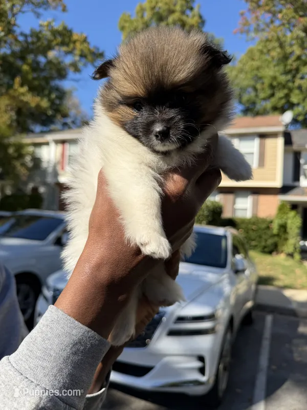 Bugatti – Pomeranian puppy for sale in Laurel, MD
