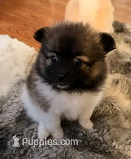  Bella – Pomeranian puppy for sale in Laurel, MD